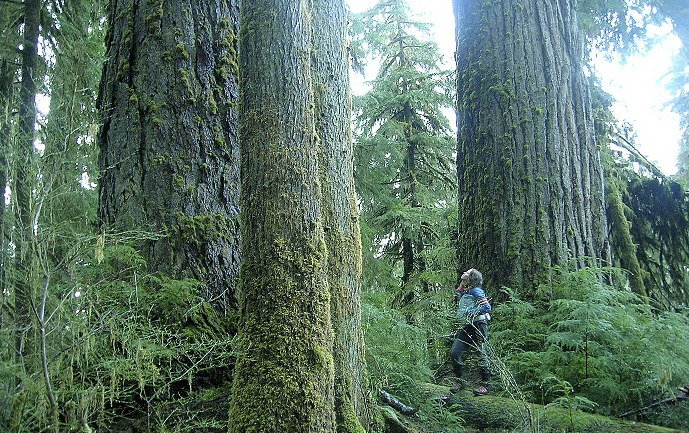 COURTESY WILD OLYMPICS CAMPAIGN                                 A temperate rainforest in the South Quinault Ridge, part of the proposed wilderness area described in the Wild Olympics Wilderness and Wild and Scenic Rivers Act.