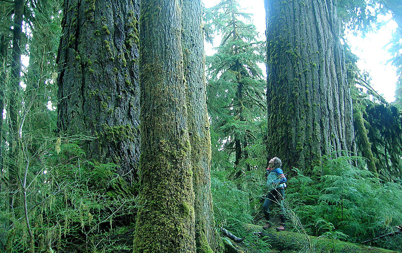 COURTESY WILD OLYMPICS CAMPAIGN                                 A temperate rainforest in the South Quinault Ridge, part of the proposed wilderness area described in the Wild Olympics Wilderness and Wild and Scenic Rivers Act.