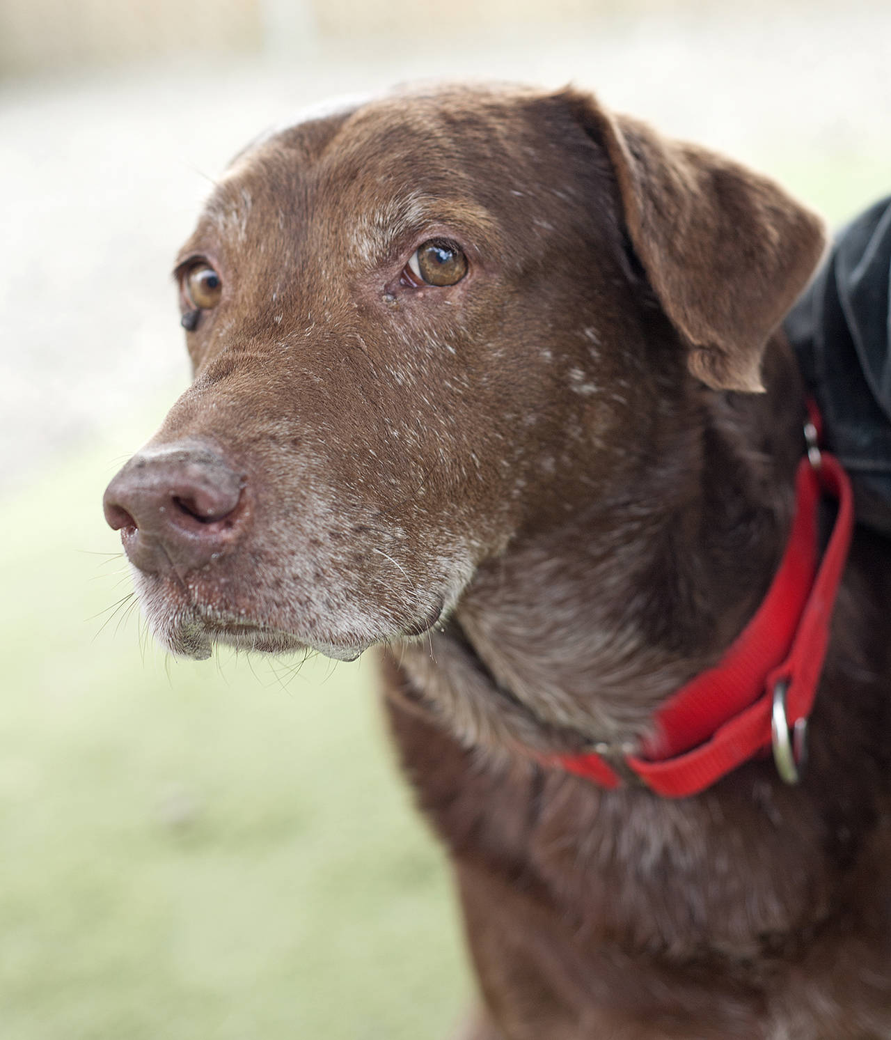 Red: Adoptable Pet of the Week