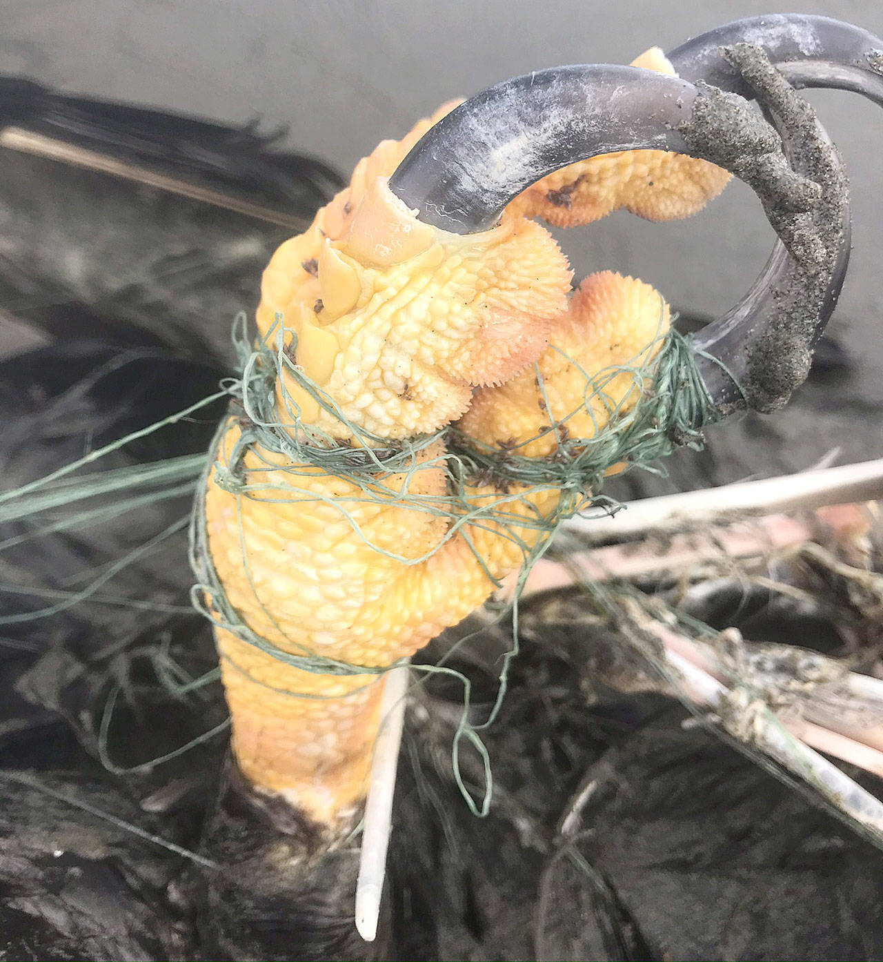 Photo courtesy Coastal Raptors                                Monofilament was found wrapped tightly around the dead eagle’s talons and body on the beach at Ocean Shores.