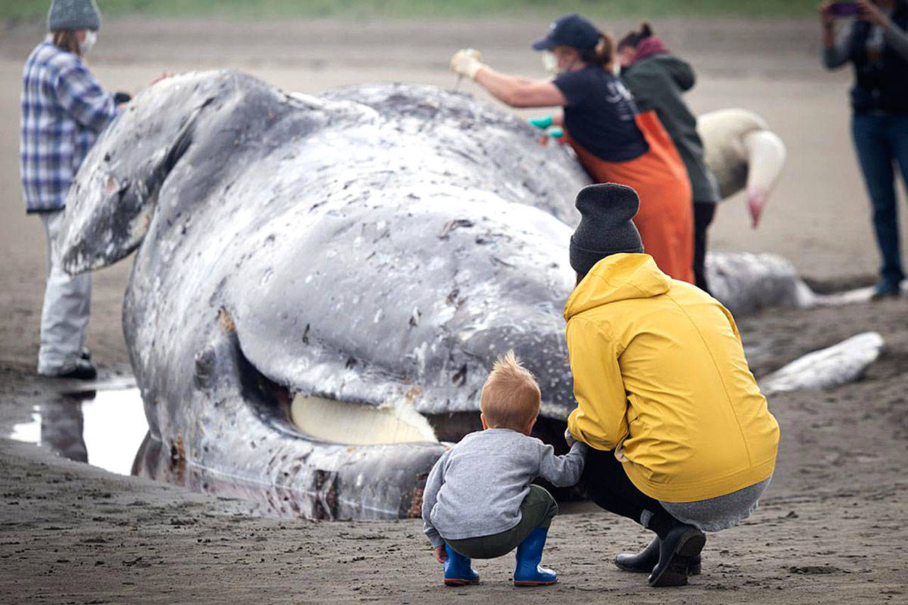 Mother and son Katie and Artie Uram, 2, both of Long Beach, watch as researchers perform a necropsy on a 39-foot gray whale Monday morning in Seaview. (Photos by Luke Whittaker)