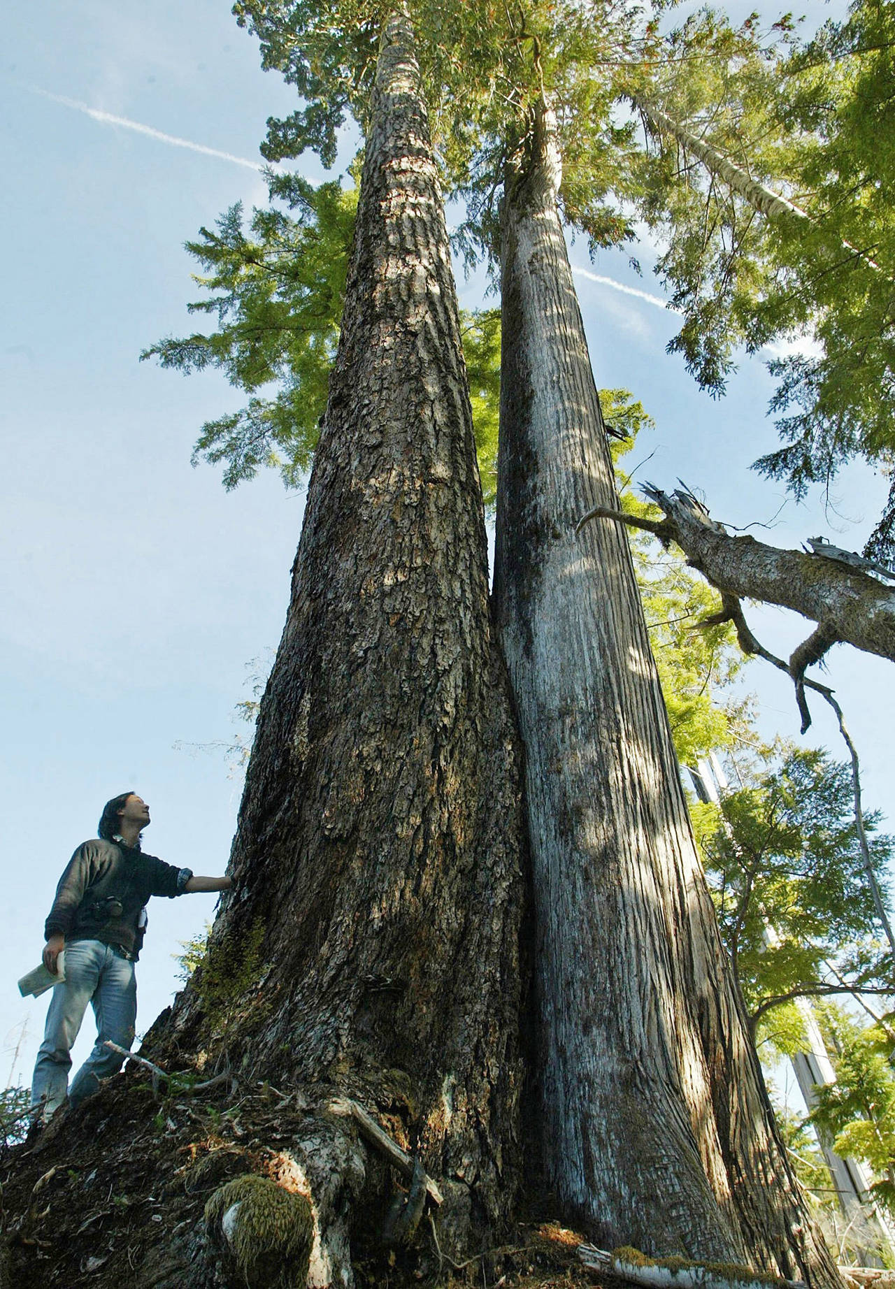 Steve Ringman | Seattle Times                                 Ken Wu, of the Western Canada Wilderness Committee, rests a hand on an old-growth Douglas fir growing next to a cedar in Vancouver Island’s Walbran Valley.