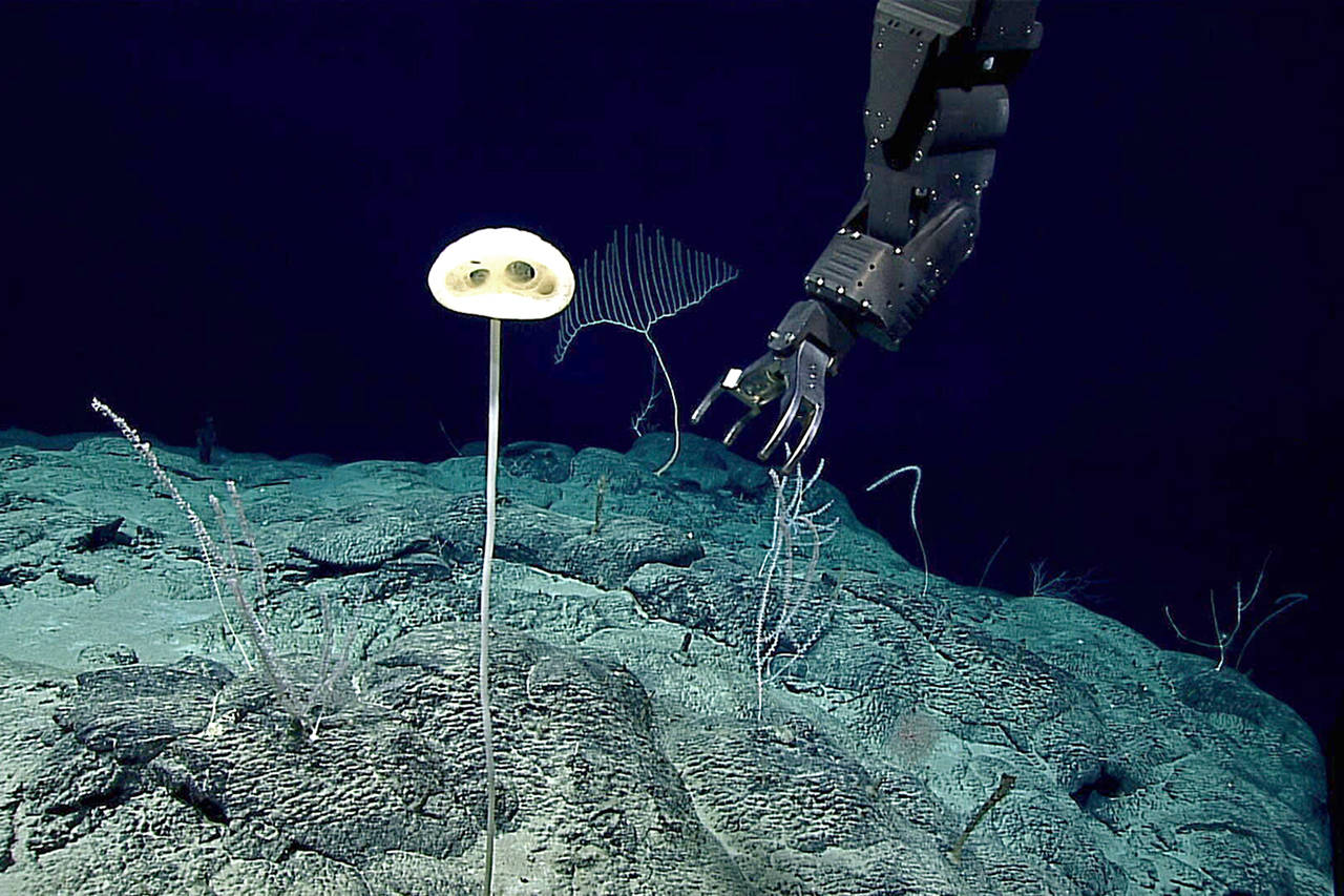 Image courtesy NOAA                                 A glass sponge, Advhena magnifica, prior to being collected in 2016 at a depth of 6,560 feet. Scientists call this class of sponges “glass sponges” because their skeletons are made of silica (glass).