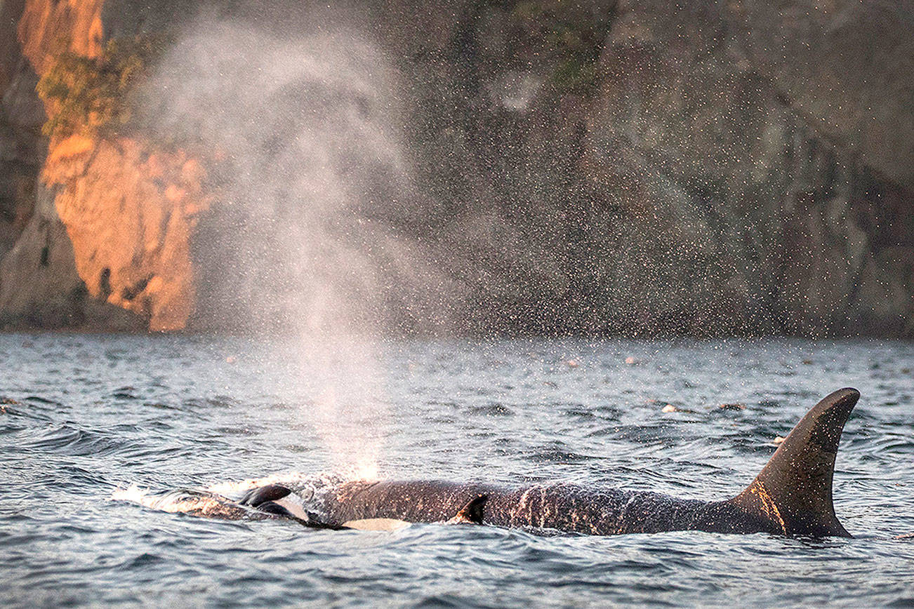 Tahlequah, the orca who carried her dead calf for 17 days, is pregnant again