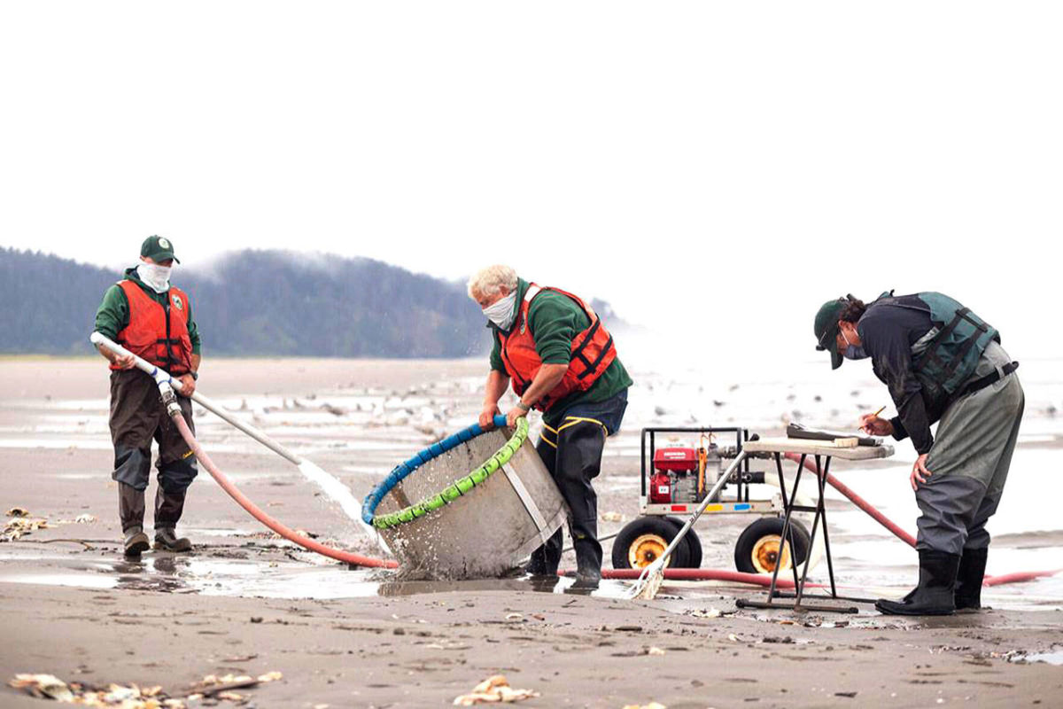 Clam population surges seen along coast | The Daily World