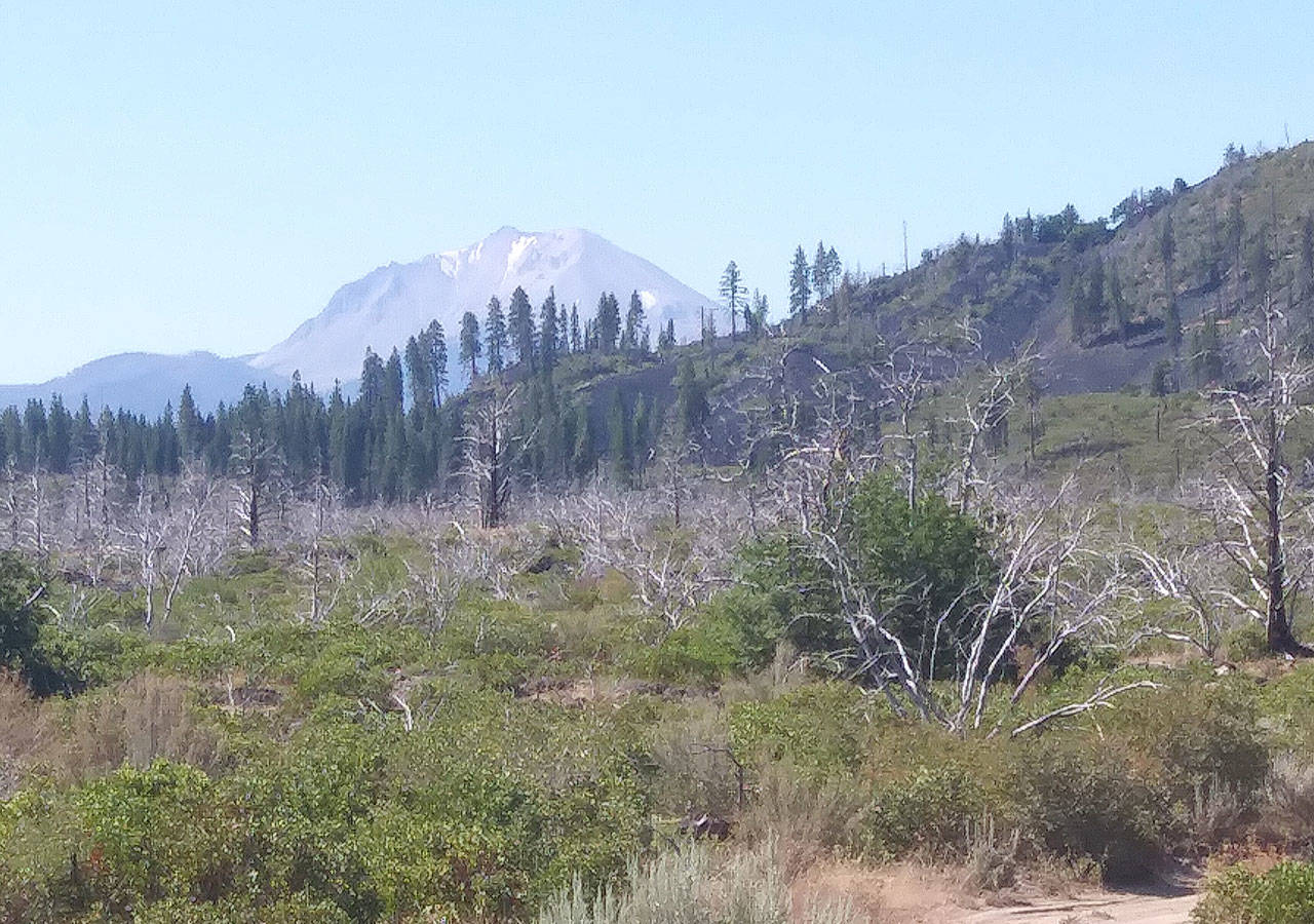 This view of Mount Lassen from the east was never possible until the Hat Creek Fire devastated the forest curtain in 2012. (David Haerle/The Daily World)