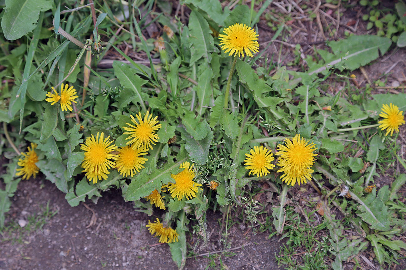 Master Gardener Not All Yellow flowered Weeds Are Dandelions The 