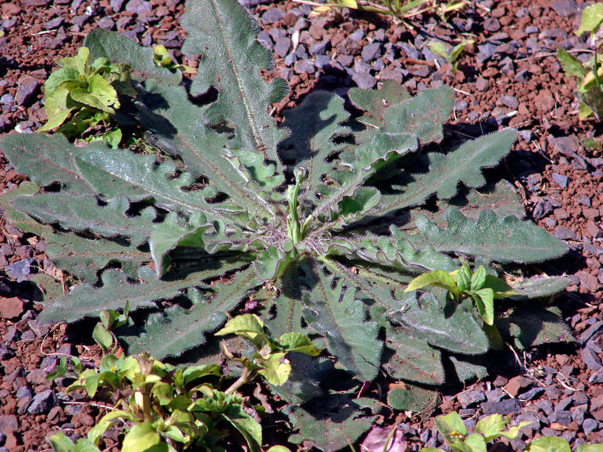 Master Gardener: Not all yellow-flowered weeds are dandelions | The ...