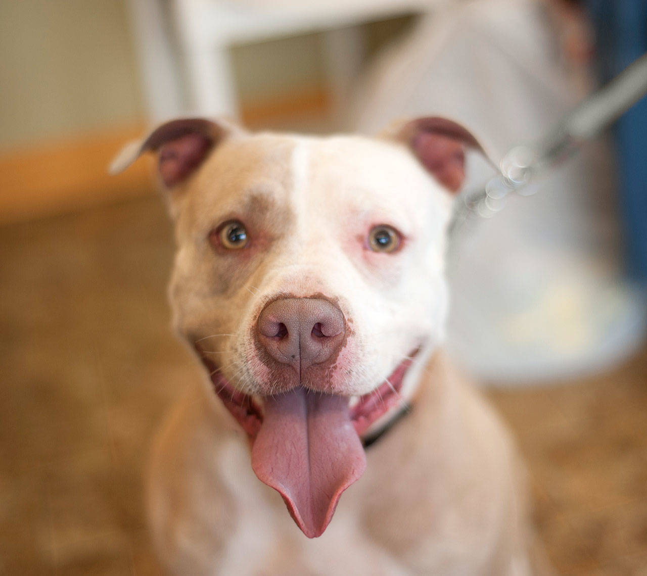 Adoptable pet of the week — Luna