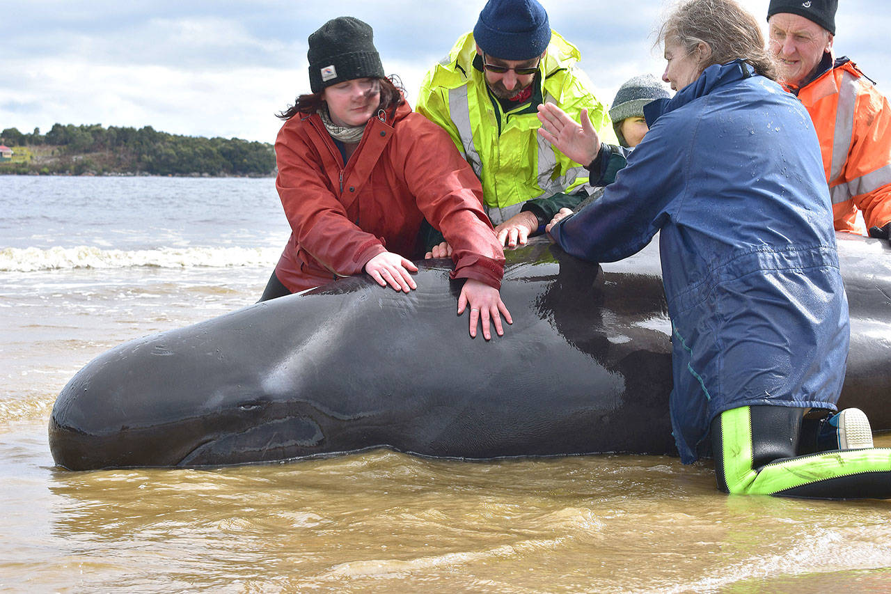 Rescuers work to save a whale on a beach in Macquarie Harbour on the rugged west coast of Tasmania on Friday as Australian rescuers were forced to begin euthanising some surviving whales from a mass stranding that has already killed 380 members of the giant pod. (Photos by Mell Chun/AFP/Getty Images)