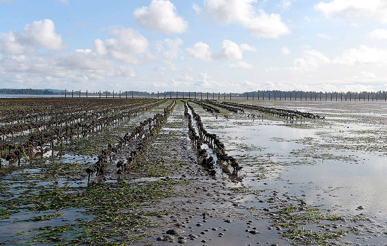 (The Daily World file photo) Oyster lines near Westport at low tide. Washington is the leading U.S. producer of farmed oysters and clams, but local and global market demand for Washington shellfish has dropped dramatically since January.