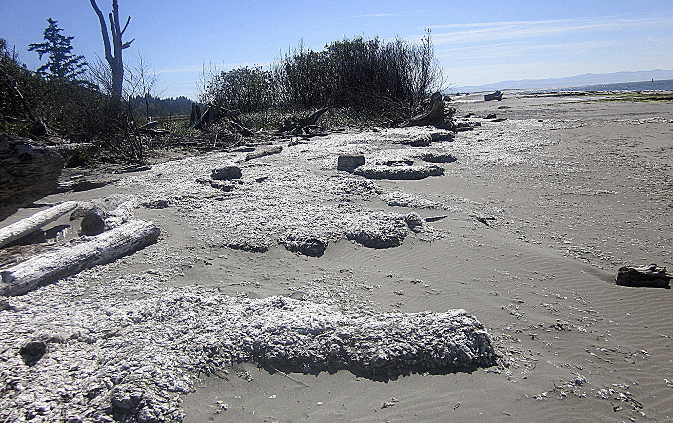 COURTESY UNIVERSITY OF WASHINGTON 
By-the-wind-sailor jellyfish can wash up on beaches in the trillions.