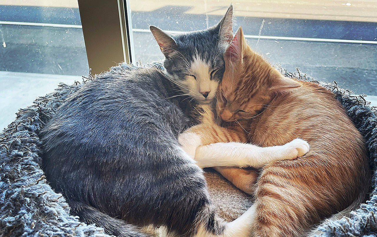 Two of the cats at PAWS of Grays Harbor. An open house to celebrate a return to regular hours is slated for Aug. 21. (Courtesy PAWS of Grays Harbor)