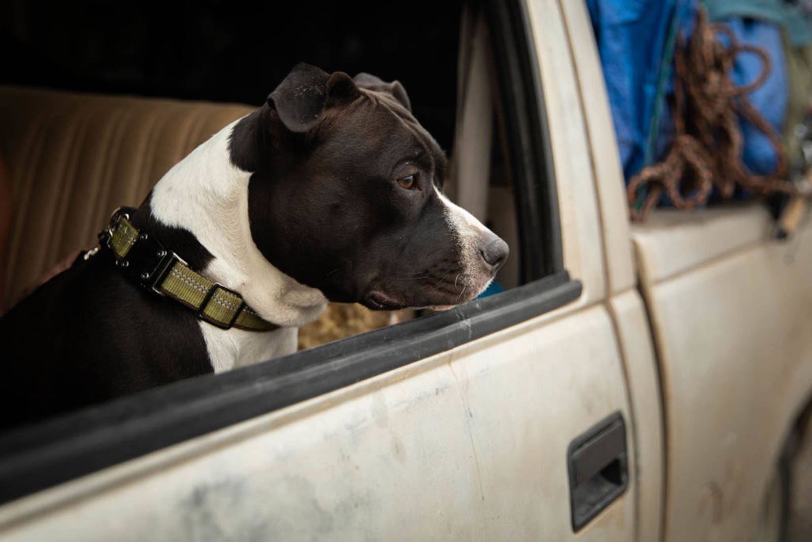 Maranie R. Staab | Getty Images 
A dog named Alligator looks out the window of a truck at an evacuation center on Aug. 7 in Susanville, Calif. Reports state the Dixie Fire has burned 447,723 acres and is the largest wildfire in the country.