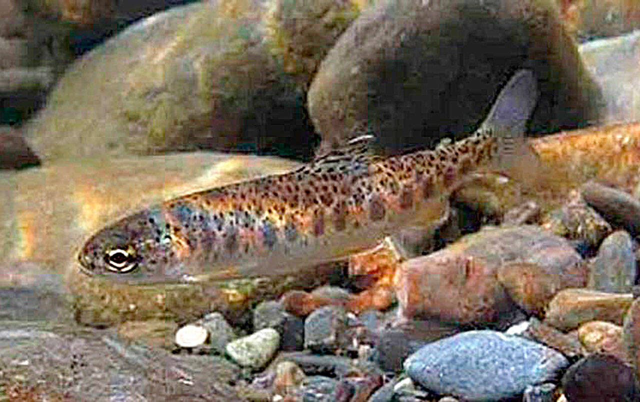 NOAA photo 
The Washington State Department of Ecology is looking for feedback on rule changes to better protect all salmonids, including improved oxygen for early life stages.