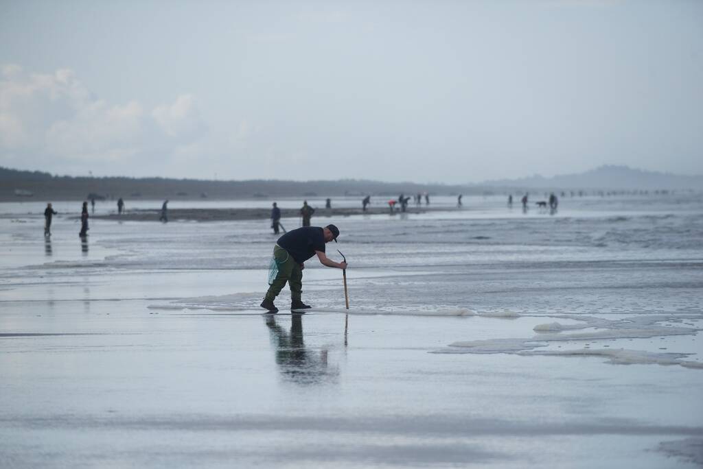 Razor clam digs scheduled for next week