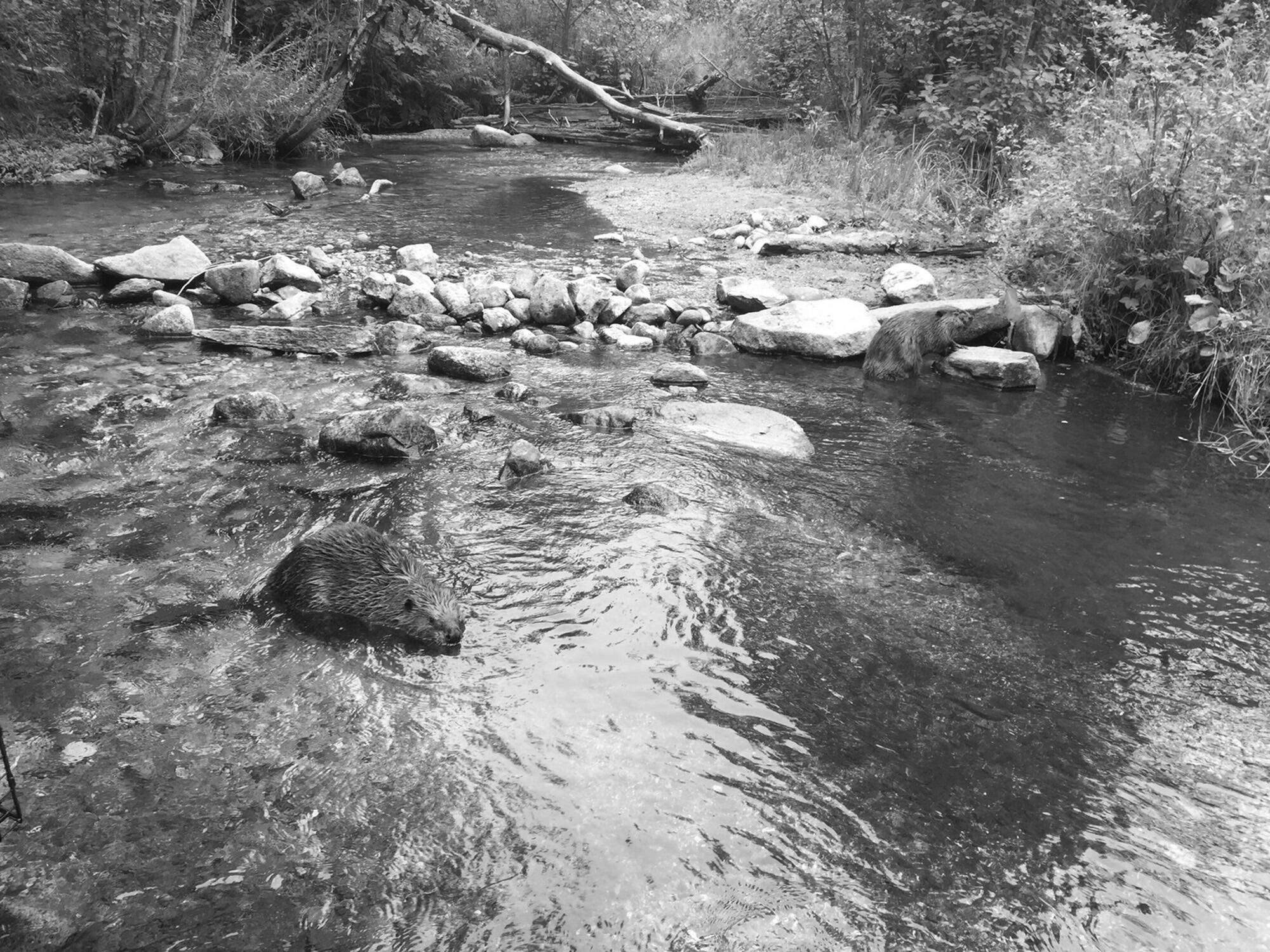 Courtesy of The Lands Council / The Spokesman-Review / TNS / File Photo 
A beaver released into the Colville National Forest in 2018.