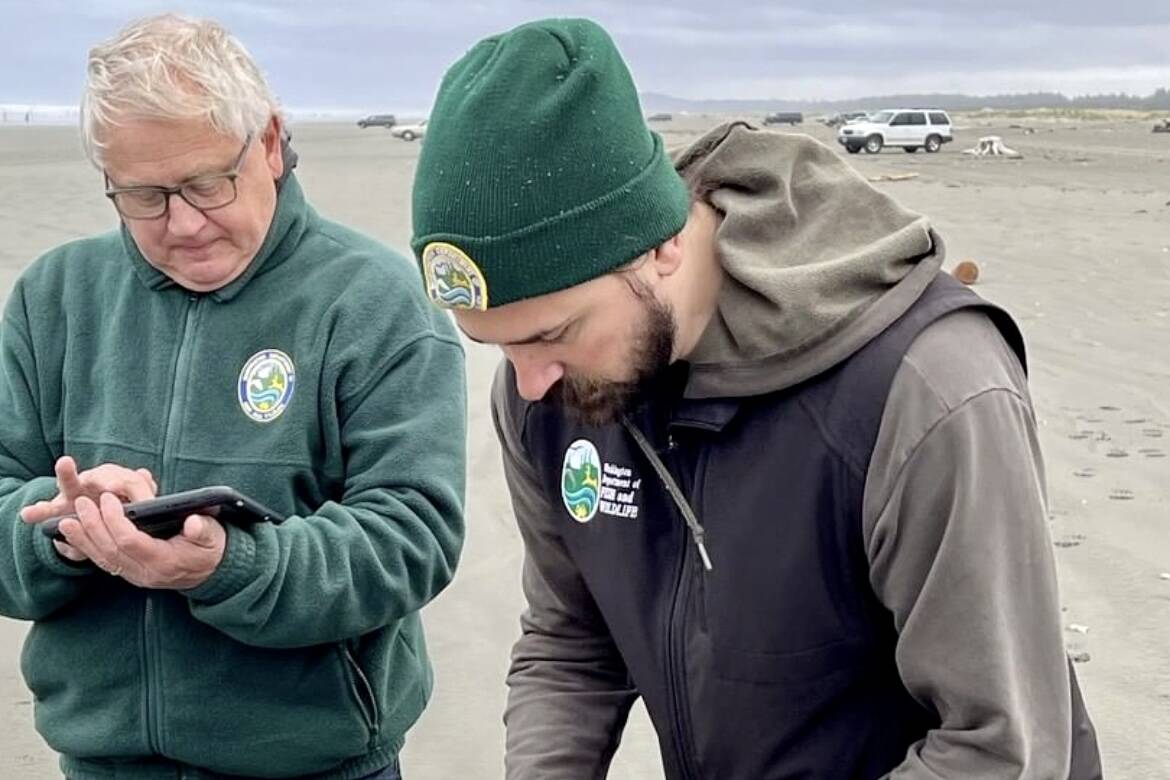 State releases razor clam harvest dates The Daily World