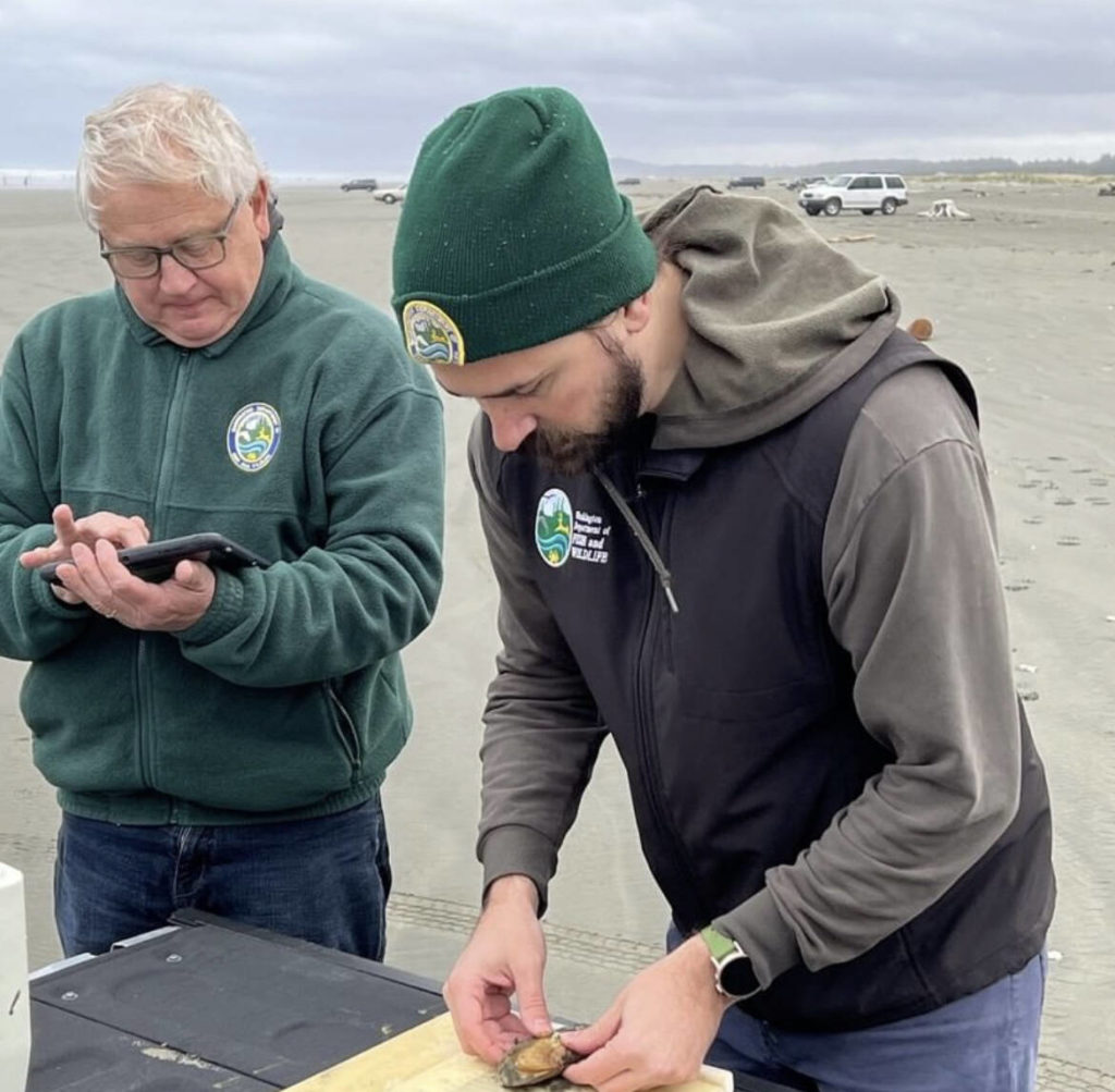 State releases razor clam harvest dates The Daily World