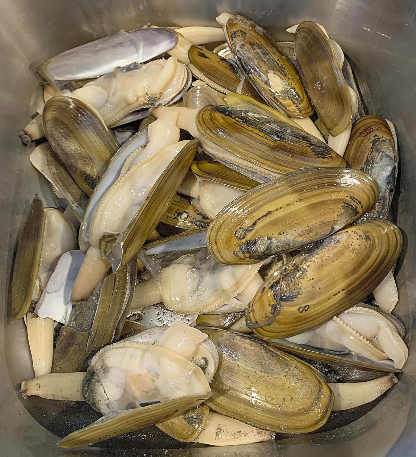 Small size of harvestable razor clams causes cancellation of harvest at