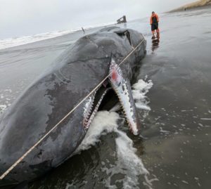 Sperm whale beaches near Astoria | The Daily World