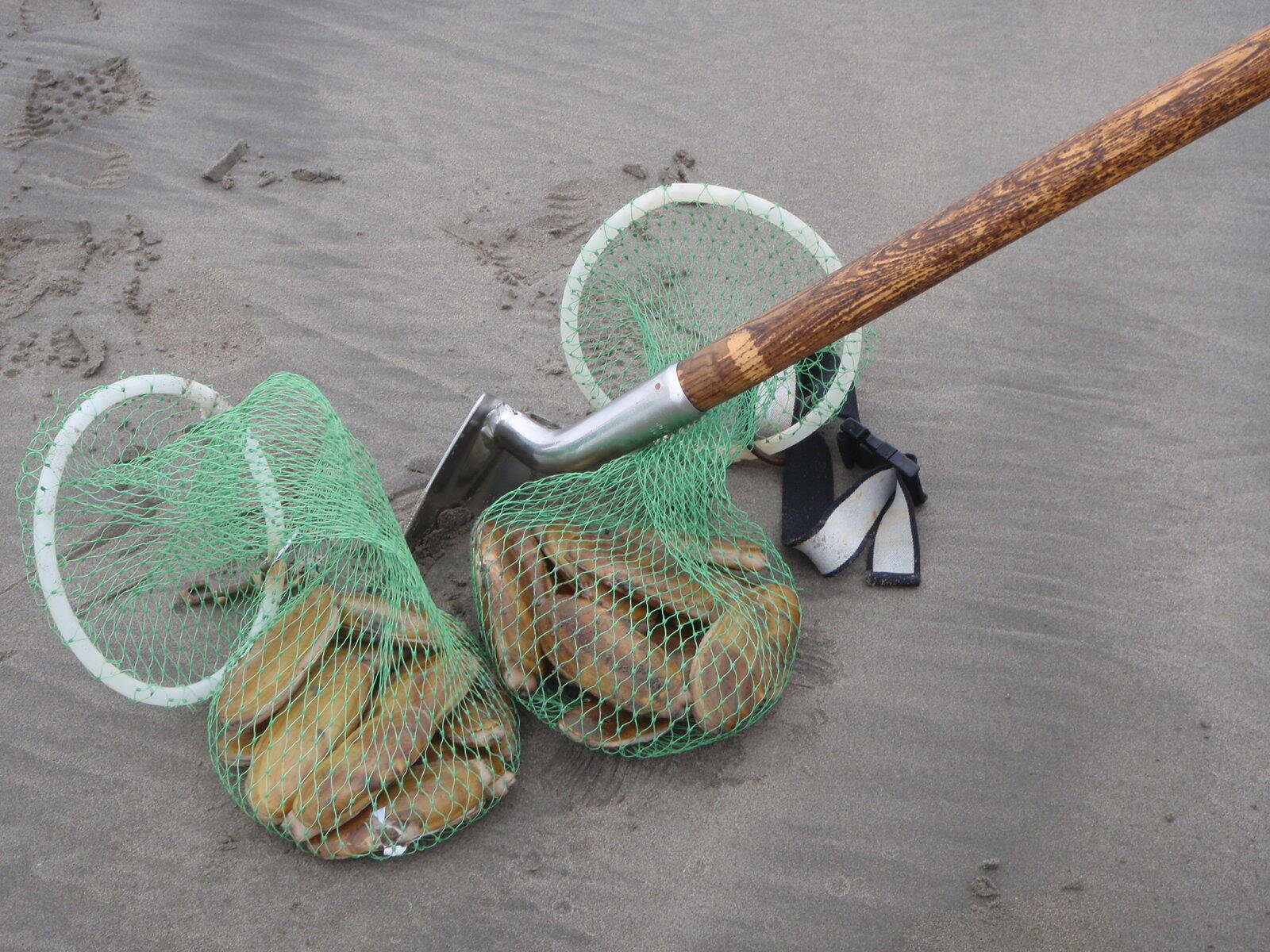 Razor clam digging starts Friday at Mocrocks, Saturday at Copalis. Get your shovels and nets ready.
(Courtesy photo / WDFW)