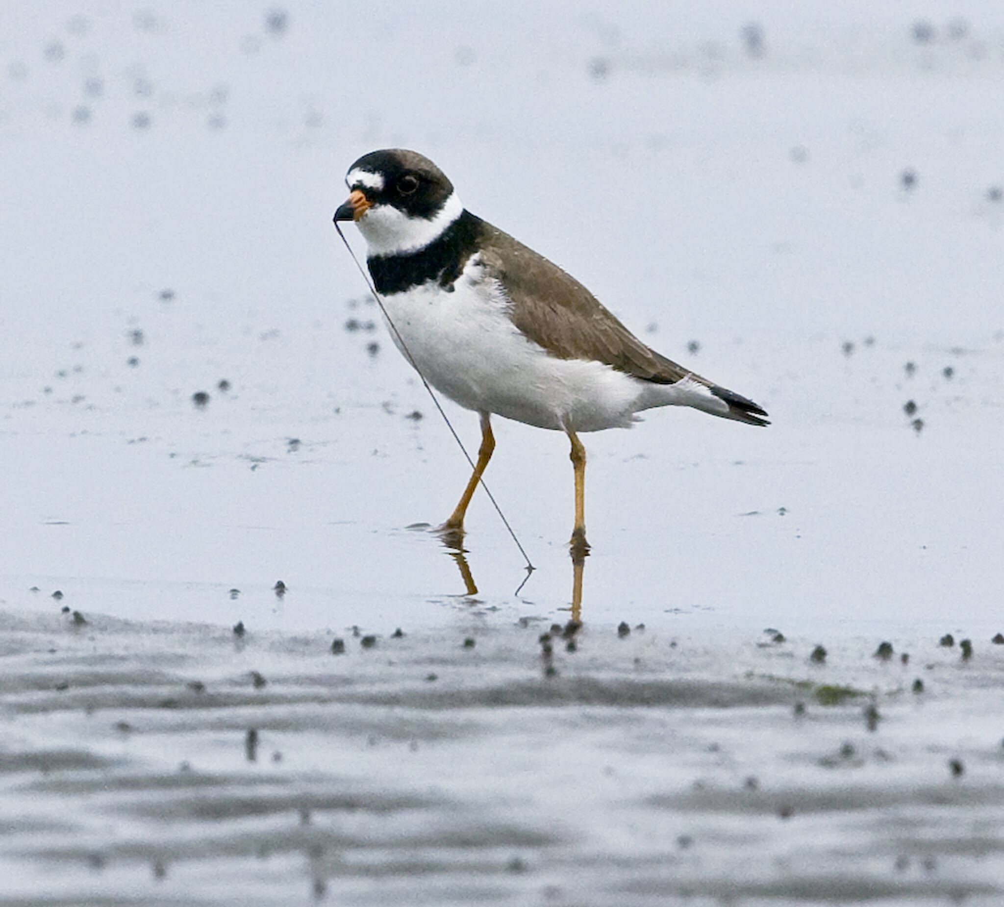 Shorebird Festival returns to Grays Harbor The Daily World