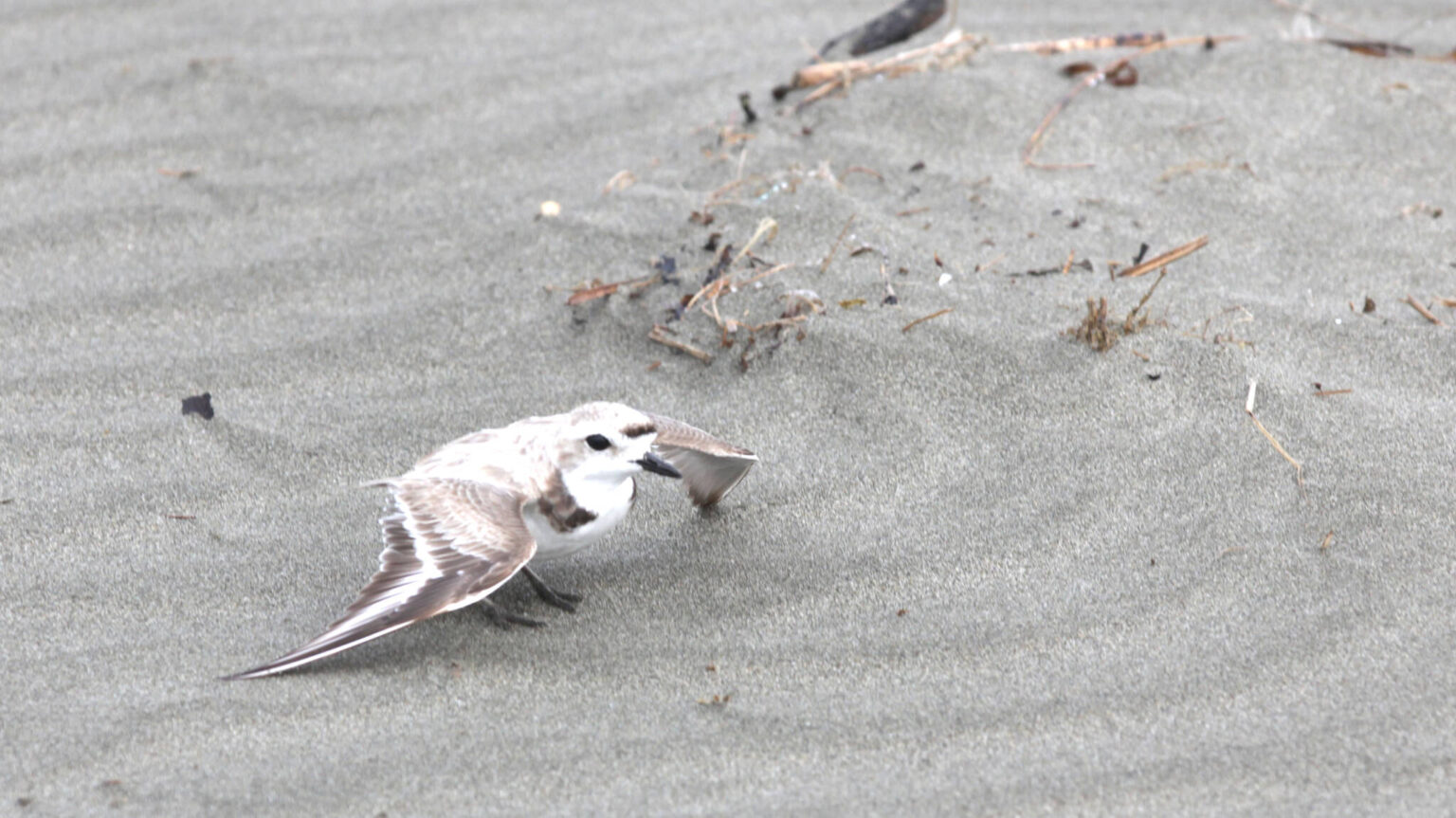 Surviving by the shore: observing the snowy plovers | The Daily World