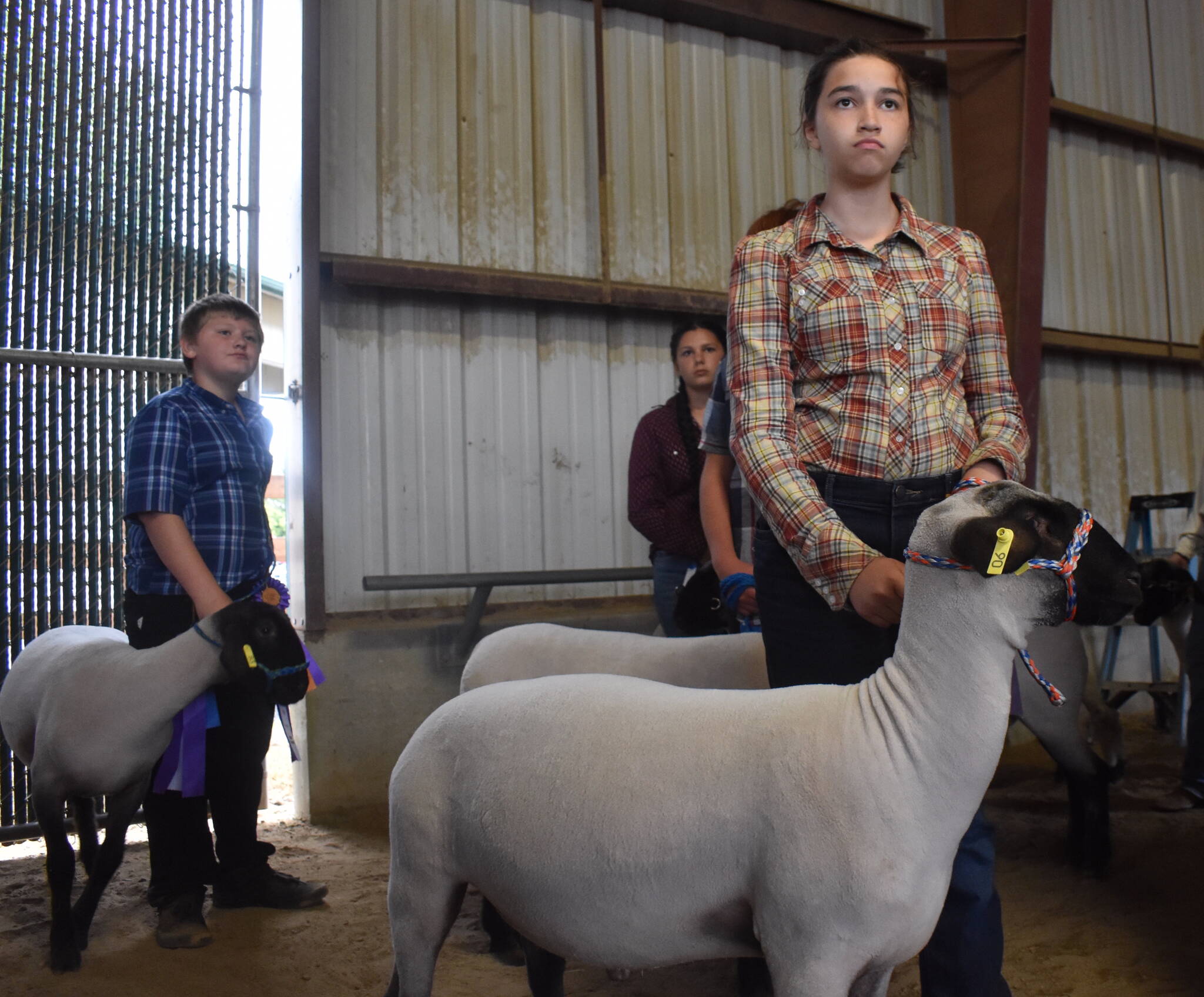 Youth livestock auction caps off fair, months of hard work | The Daily ...