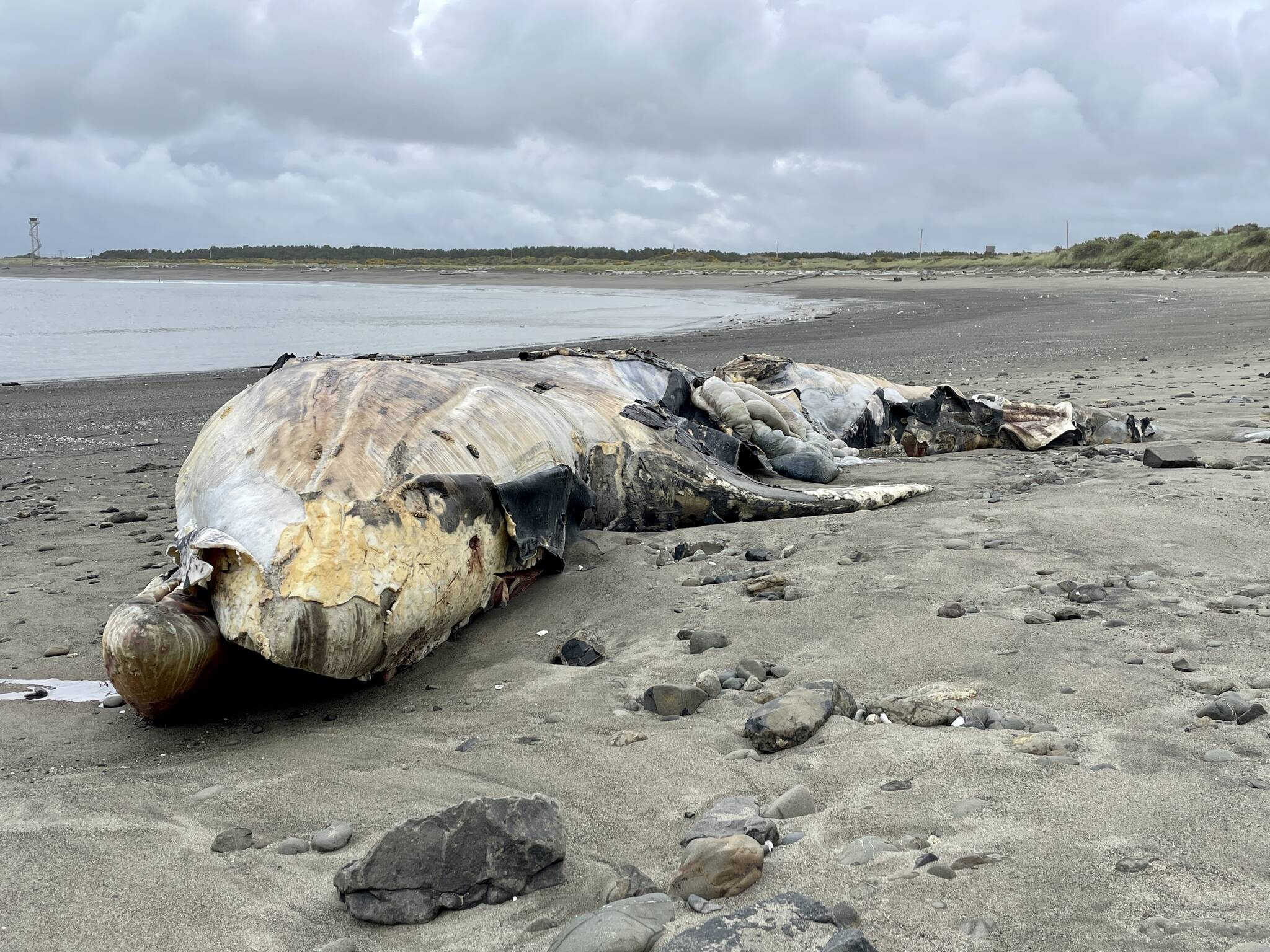 A gray whale carcass that washed ashore in a state park in Westport was one of three that appeared earlier in summer of 2023. (Michael S. Lockett / The Daily World file)