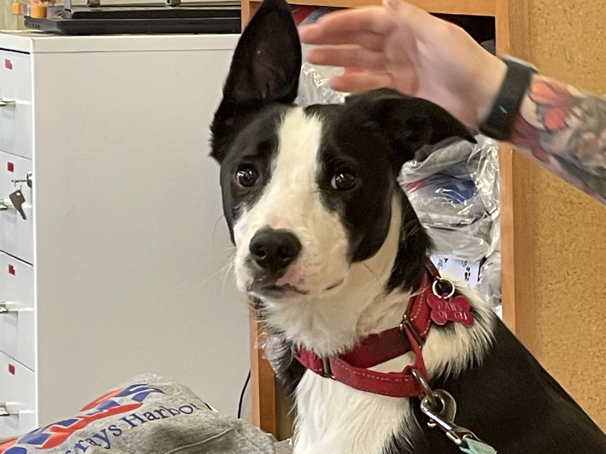 John the Border Collie, currently a guest at PAWS of Grays Harbor, looks upon the world on Tuesday, Sept. 19. (Michael S. Lockett / The Daily World)