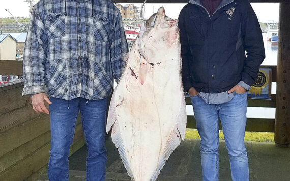 Small part of Washington sport halibut share on the table at
