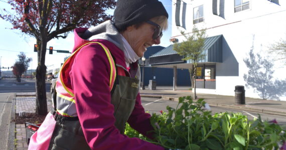 Matthew N. Wells / The Daily World
Bette Worth, who helped start Aberdeen Bloom Team in 2014, was planting again on North Broadway Street Wednesday morning as part of the volunteer team’s efforts to beautify Aberdeen. Worth and her fellow volunteers spoke about what they love about their work.