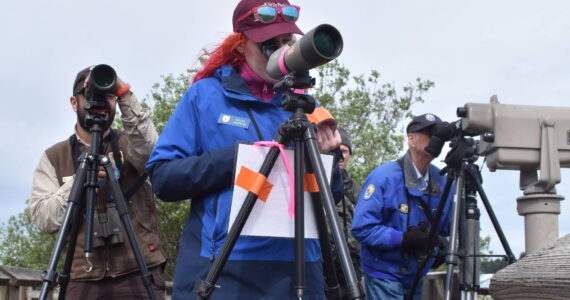 Clayton Franke / The Daily World
Shelby Anderson, center, environmental educator with the Billy Frank Jr. Nisqually National Wildlife Refuge, and Ryan Munes, biologist with the Grays Harbor National Wildlife Refuge, use spotting scopes to watch shorebirds feed on the tidal mudflats at the Grays Harbor National Wildlife Refuge in Hoquiam on May 3.