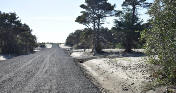 Clayton Franke / The Daily World
Issues with wetland delineation have arisen at this housing development site in Westport. The city hopes an independent study will provide clarity and consistency for permitting.