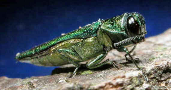 Oregon Public Broadcasting
Even a small insect, such as the Emerald Ash borer, can devastate Washington forests. Their impacts could jeopardize forest economies and favorite outdoor recreation sites. Instead of tall groves, imagine tree stumps. Small pests can make big impacts.