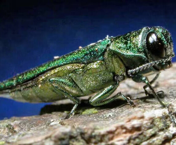 Oregon Public Broadcasting
Even a small insect, such as the Emerald Ash borer, can devastate Washington forests. Their impacts could jeopardize forest economies and favorite outdoor recreation sites. Instead of tall groves, imagine tree stumps. Small pests can make big impacts.