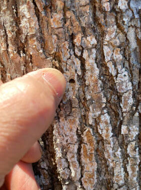 A D-shaped exit hole indicates an Emerald Ash borer infestation on an ash tree in Forest Grove, Ore. (Dominic Maze / Oregon Pubic Broadcasting)