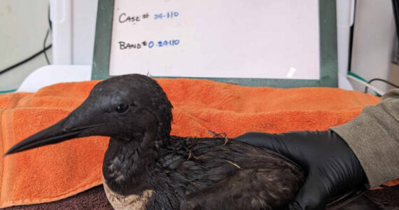 Peninsula Wild Care
An oiled bird was treated by Peninsula Wild Care following an environmental incident.