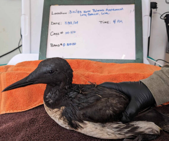 <p>Peninsula Wild Care</p>
                                <p>An oiled bird was treated by Peninsula Wild Care following an environmental incident.</p>