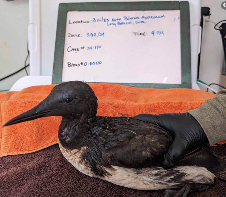 Peninsula Wild Care
An oiled bird was treated by Peninsula Wild Care following an environmental incident.