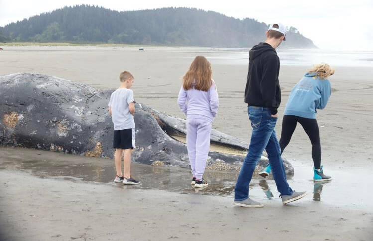 Luke Whitaker photos / Chinook Observer
Onlookers observe a deceased 40-foot gray whale near Seaview on May 1. Like most whales that come ashore, the body was examined by experts to reveal clues about its life and death.