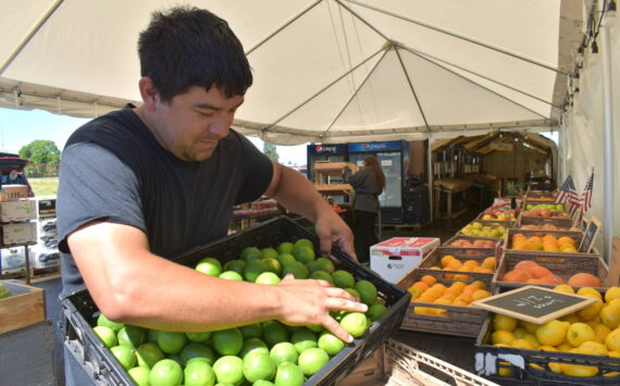 Matthew N. Wells / The Daily World
Kobe Calama, who co-owns PNW Fresh with his wife Jessica Calama, stocks fresh limes for the farm stand. The Cosmopolis couple, with strong roots in Grays Harbor County, held their grand opening on July 11.