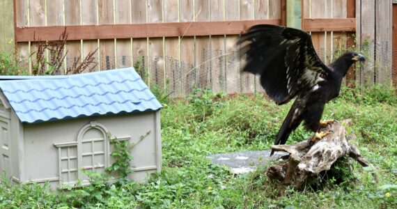 A juvenile bald eagle lands on a log while being rehabilitated at the Twin Harbors Wildlife Center. (Michael S. Lockett / The Daily World)