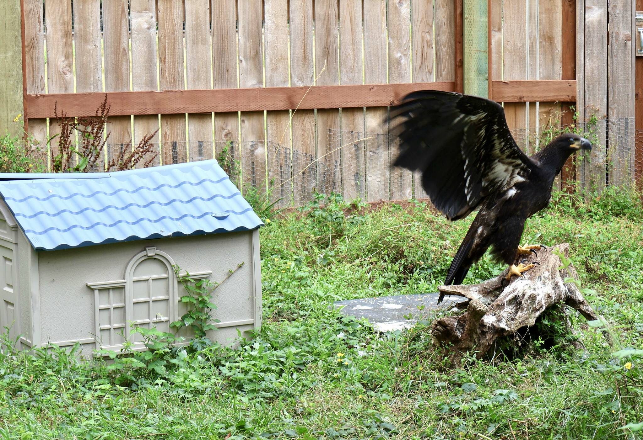 A juvenile bald eagle lands on a log while being rehabilitated at the Twin Harbors Wildlife Center. (Michael S. Lockett / The Daily World)