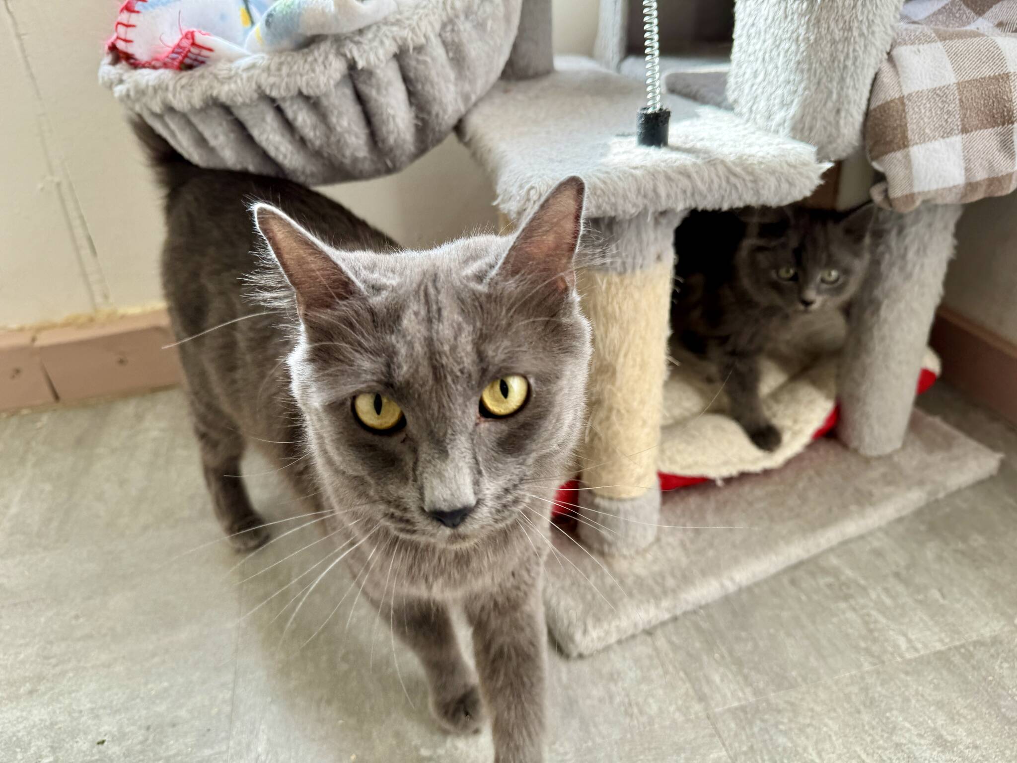 Michael S. Lockett / The Daily World
PAWS of Grays Harbor hopes to find permanent homes for many of its residents, like this cat and its kitten, during its Clear the Shelter event this month.