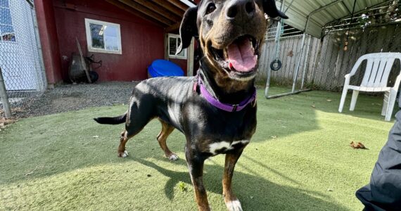 Michael S. Lockett / The Daily World
Applesauce is one of the dogs PAWS of Grays Harbor hopes to find a home for during its Clear the Shelter event this month.