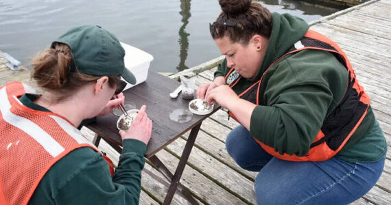 WDFW photos
Charlotte Berry-Powell (left), coastal recreational crab monitoring program manager, and Diana Wurzer, scientific technician, count Dungeness crab megalopae in Tokeland.