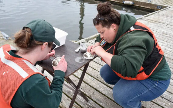 WDFW photos
Charlotte Berry-Powell (left), coastal recreational crab monitoring program manager, and Diana Wurzer, scientific technician, count Dungeness crab megalopae in Tokeland.