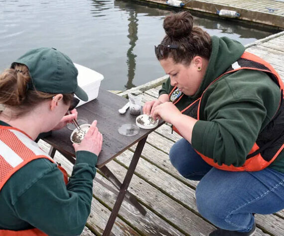 WDFW photos
Charlotte Berry-Powell (left), coastal recreational crab monitoring program manager, and Diana Wurzer, scientific technician, count Dungeness crab megalopae in Tokeland.